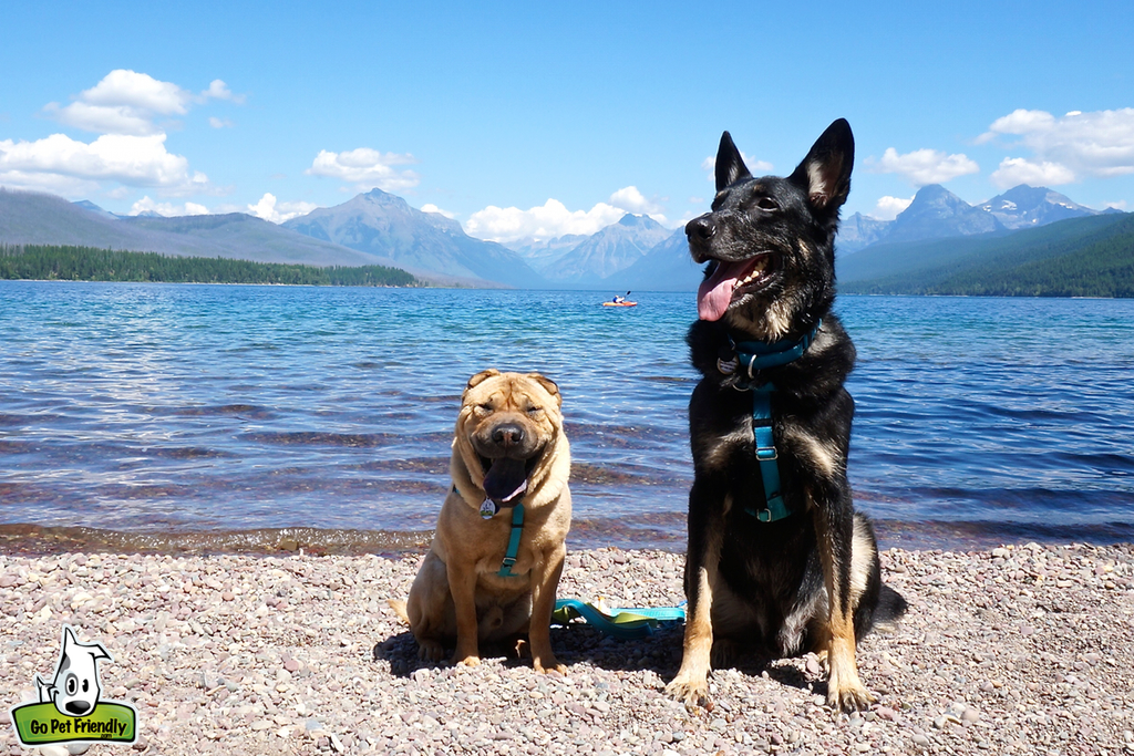 Two dogs sitting along the water with mountains in the distance.