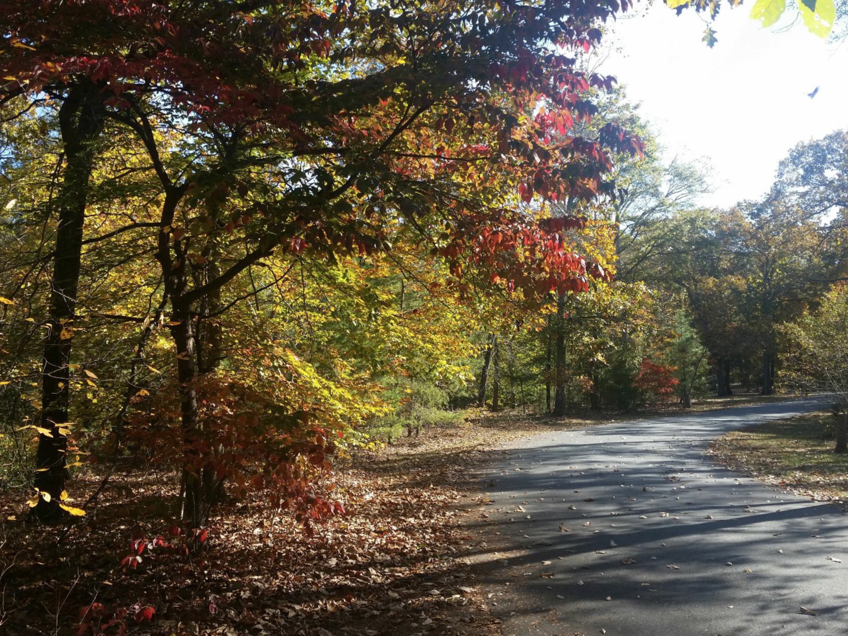 Colors of fall foliage along a road winding through the trees.