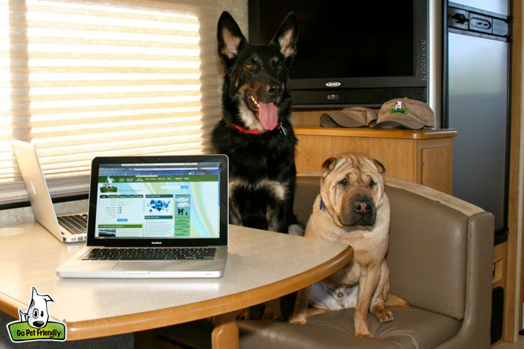 Dogs sitting at dinette with open laptop on the table.