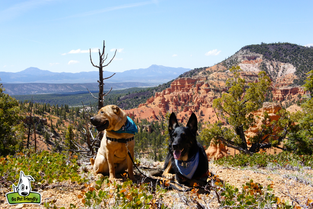 Two dogs sitting at the edge of a hillside with rough and rocky landscape surrounding.