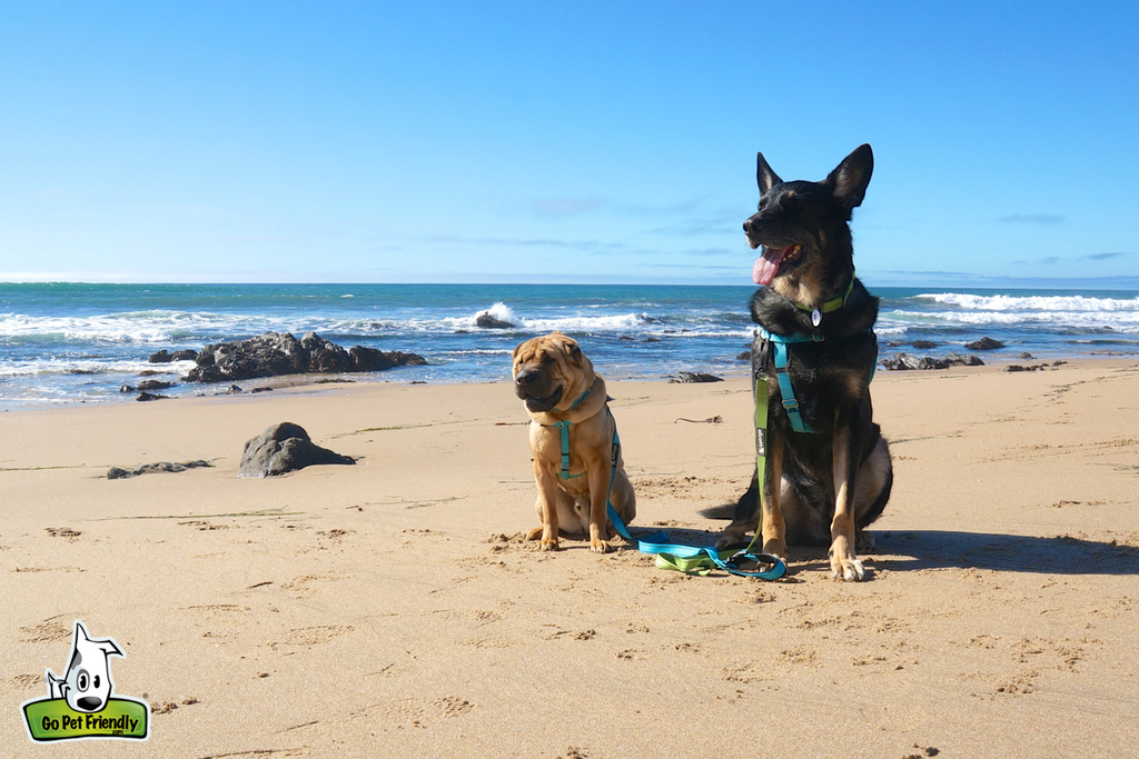 Two dogs on the beach with the ocean behind them.
