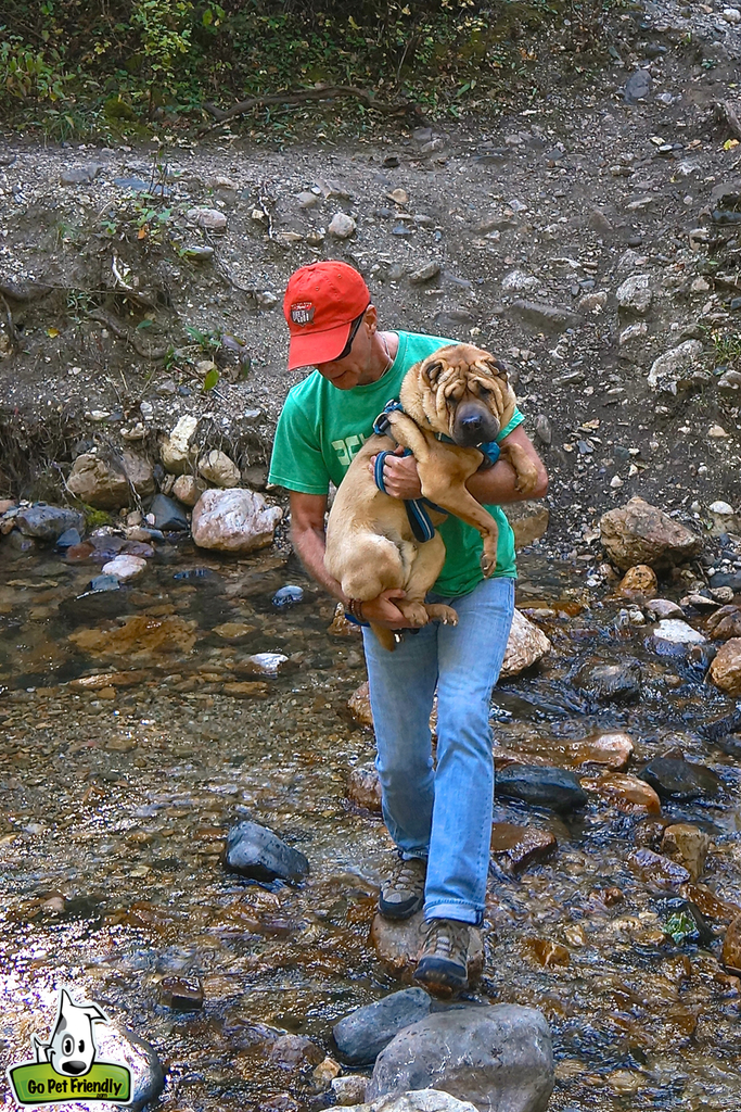 Dog being carried across a shallow stream. 