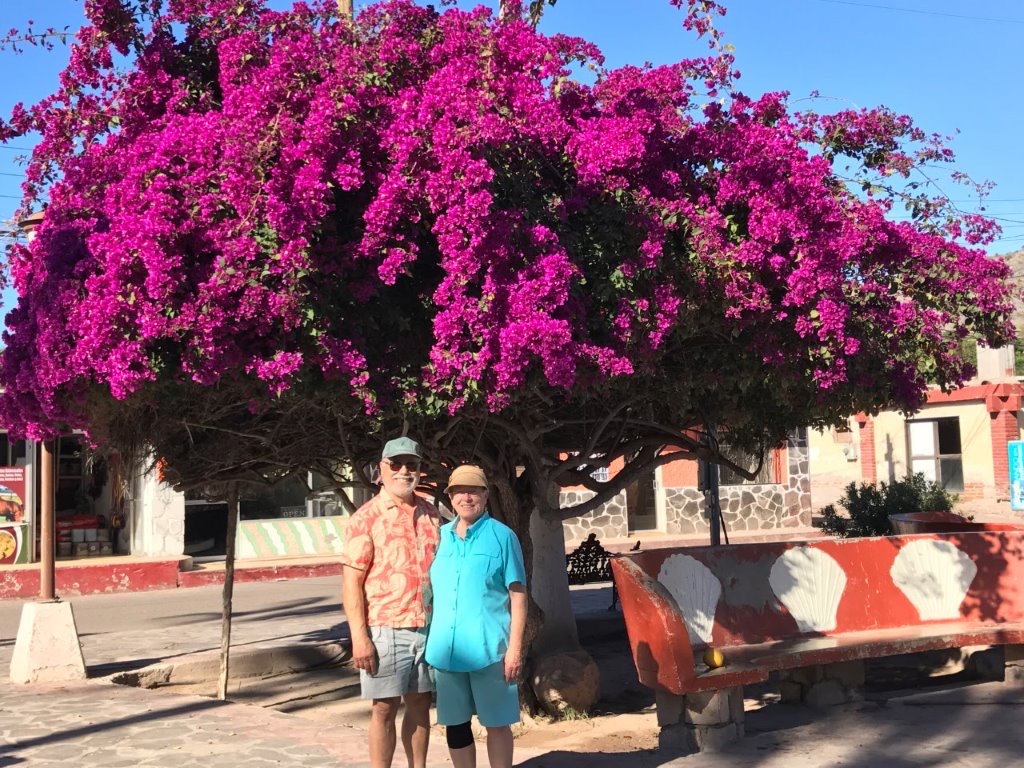 Couple standing beneath a tree with bright fuchsia colored blooms. 