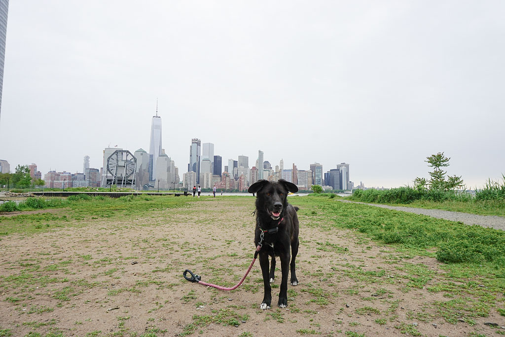 Dog at a park with the city skyline across the water.