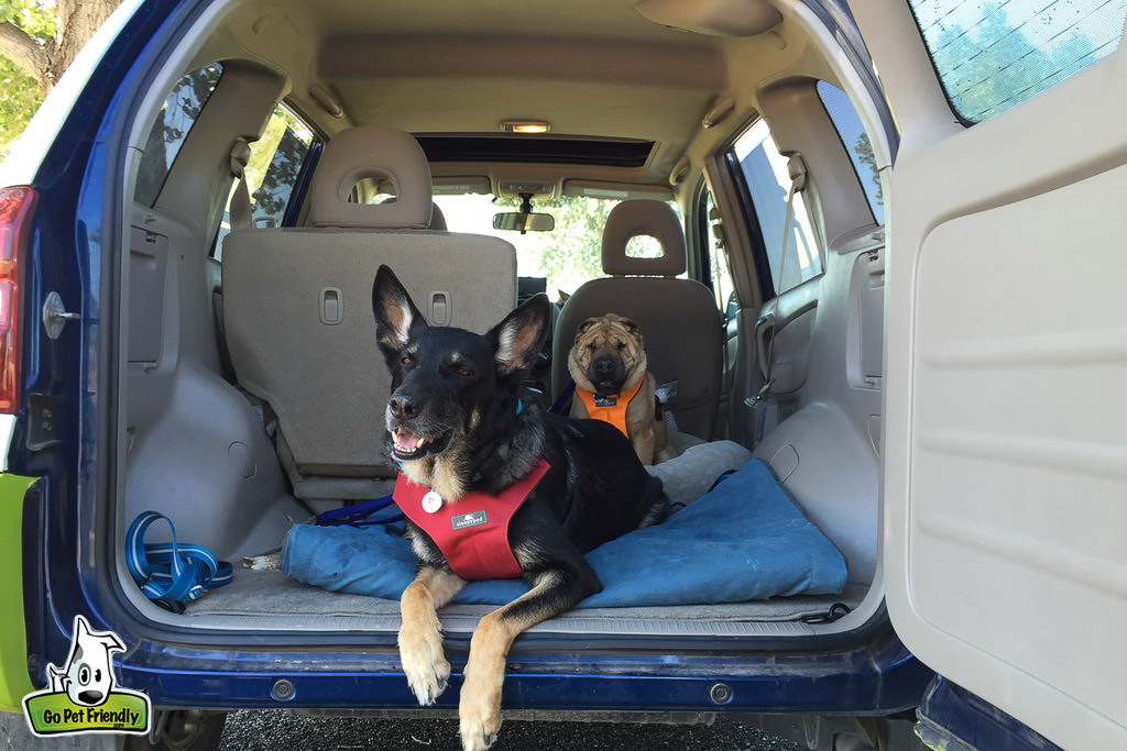 Two dogs sitting in the back of a van with the door open