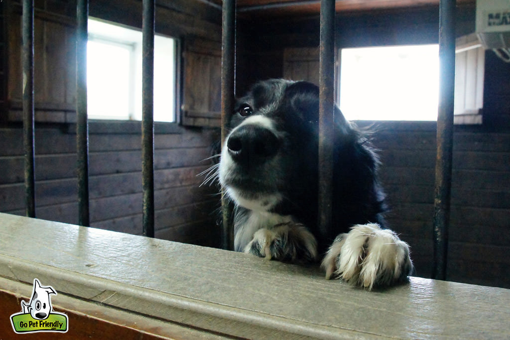 Dog looking through the gates of a kennel