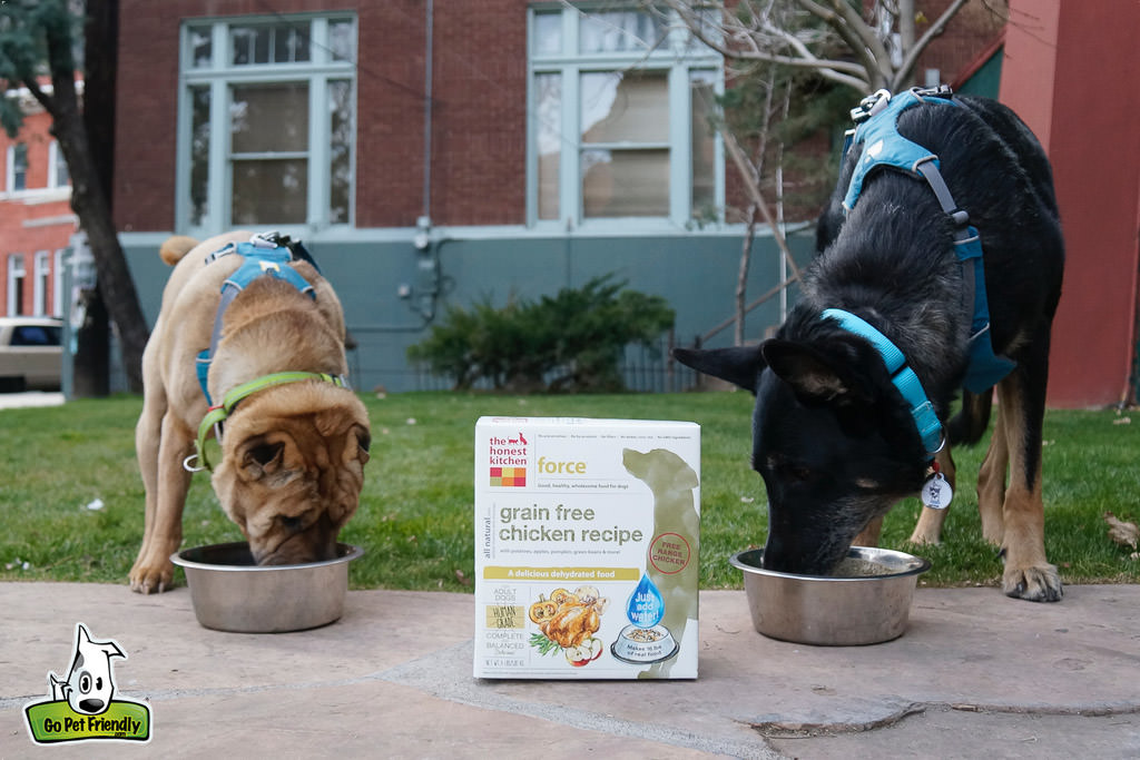 Two dogs eating dog food with bag in the middle