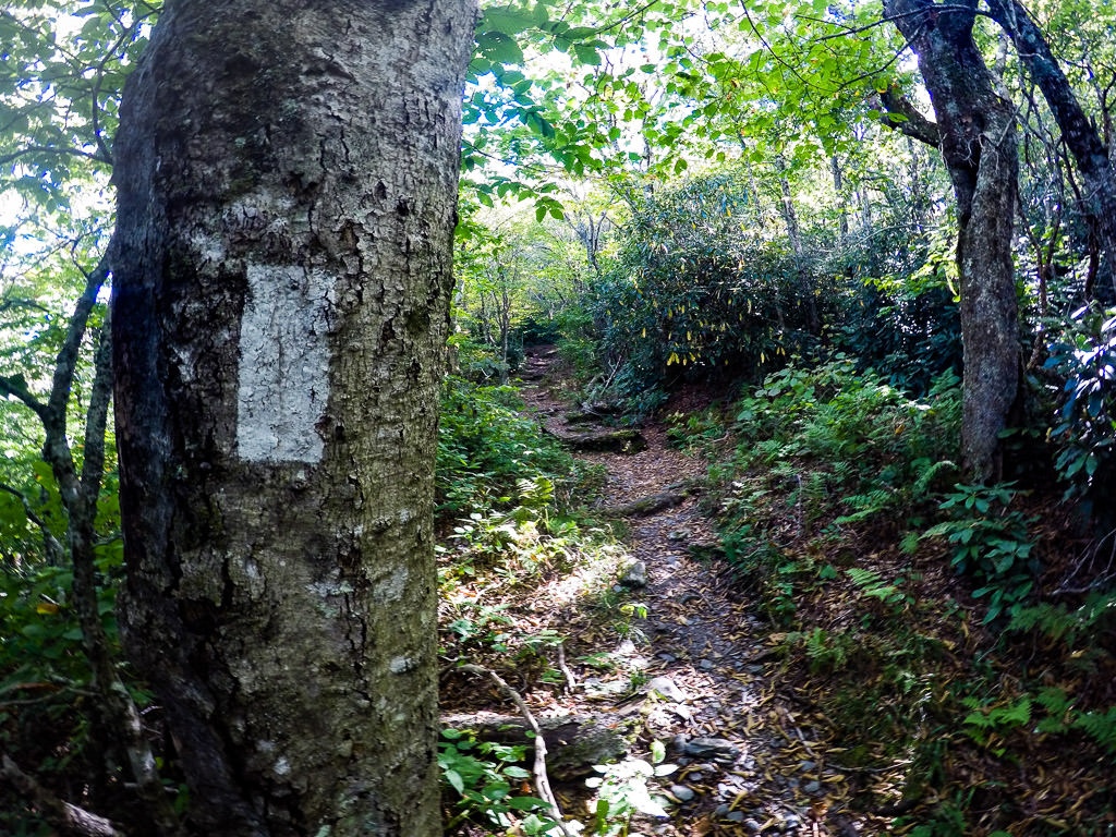 Tree with white rectangular marking along narrow trail through the trees.