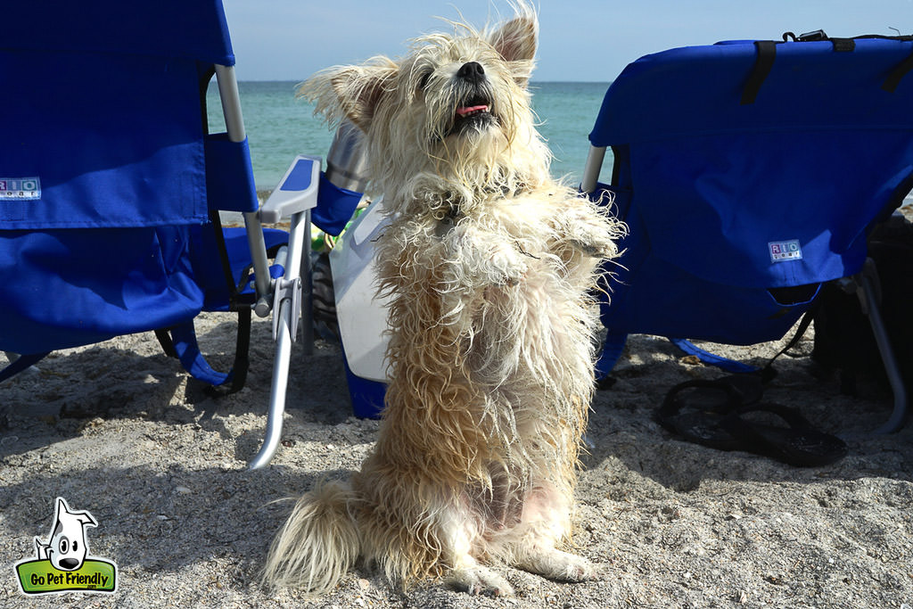 Dog sitting on hind legs on the beach.