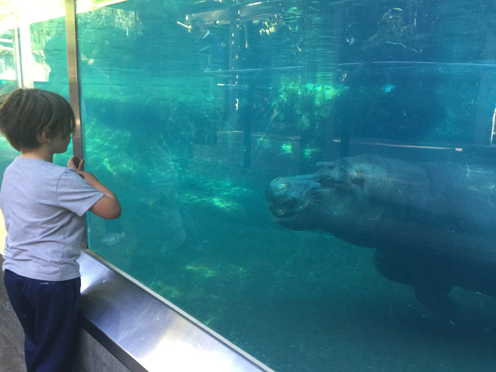 Child looking at a hippopotamus through the glass