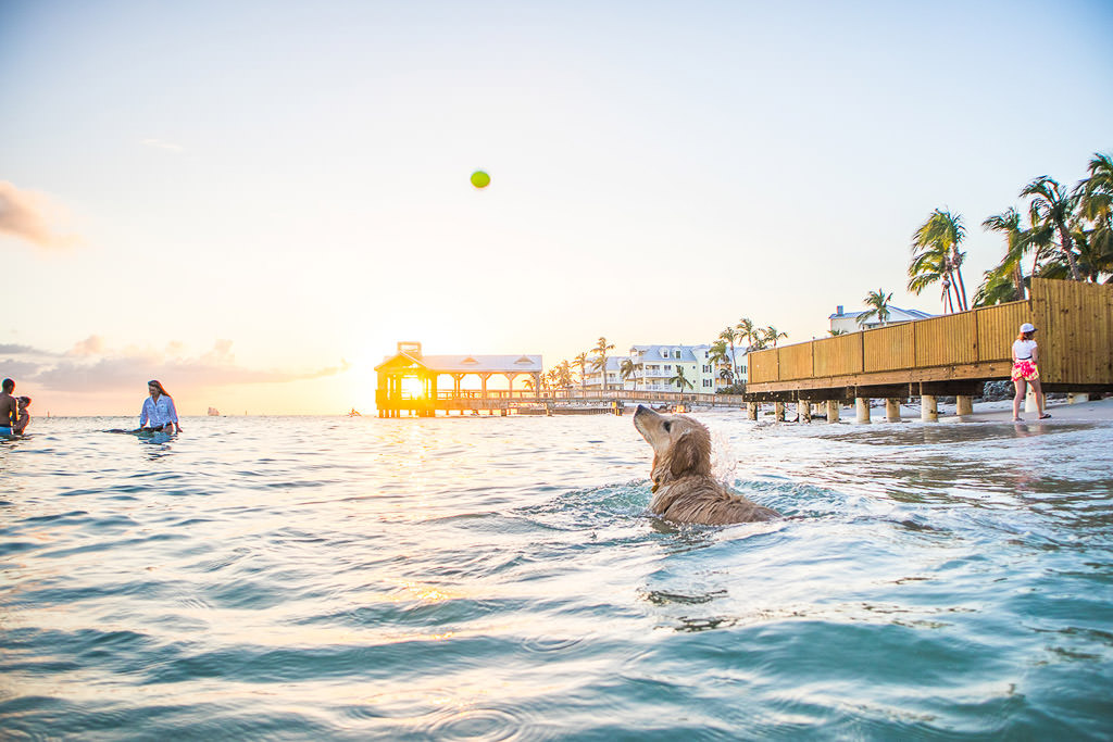 Dog in water catching ball as sun sets