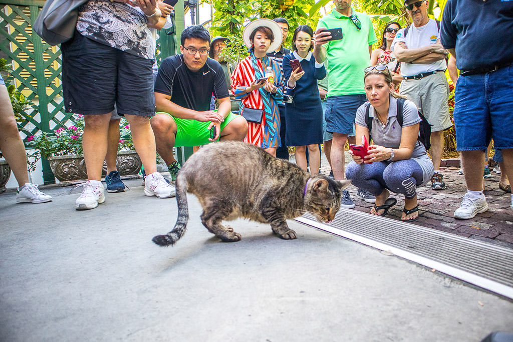 Group of people around a cat