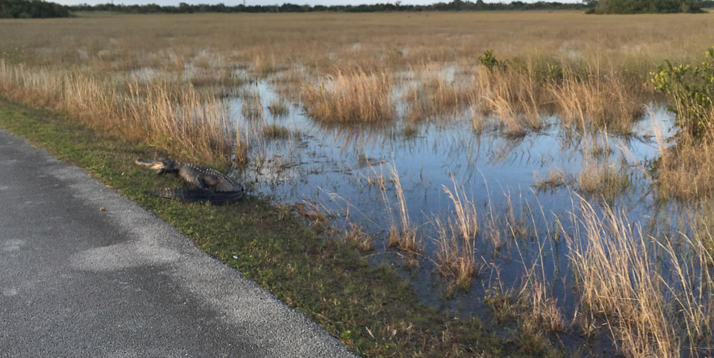 Alligator at the edge of swampy grassland
