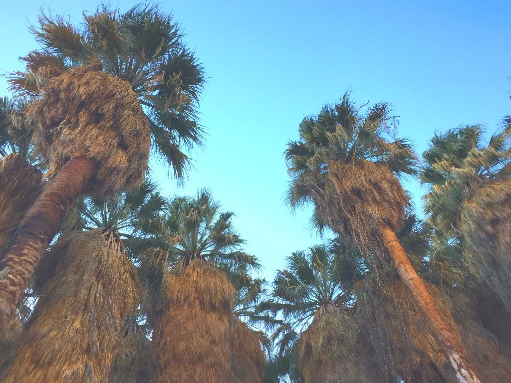 Palm trees with blue sky above