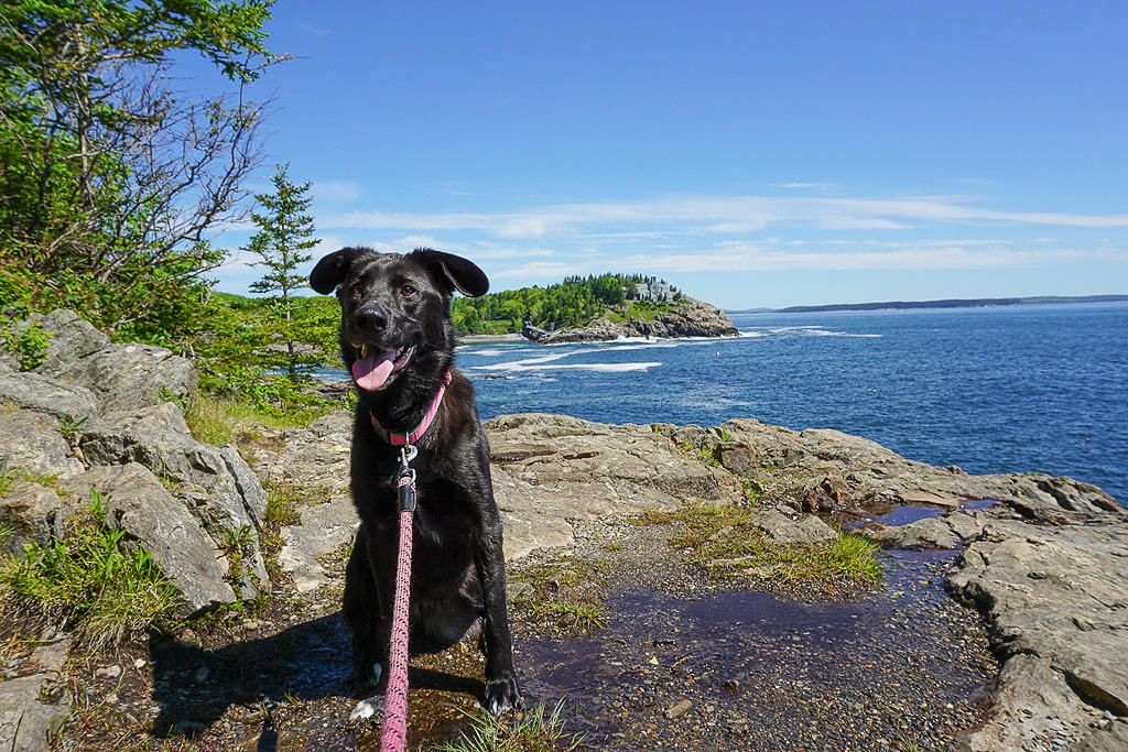 Dog on the coastline in Acadia